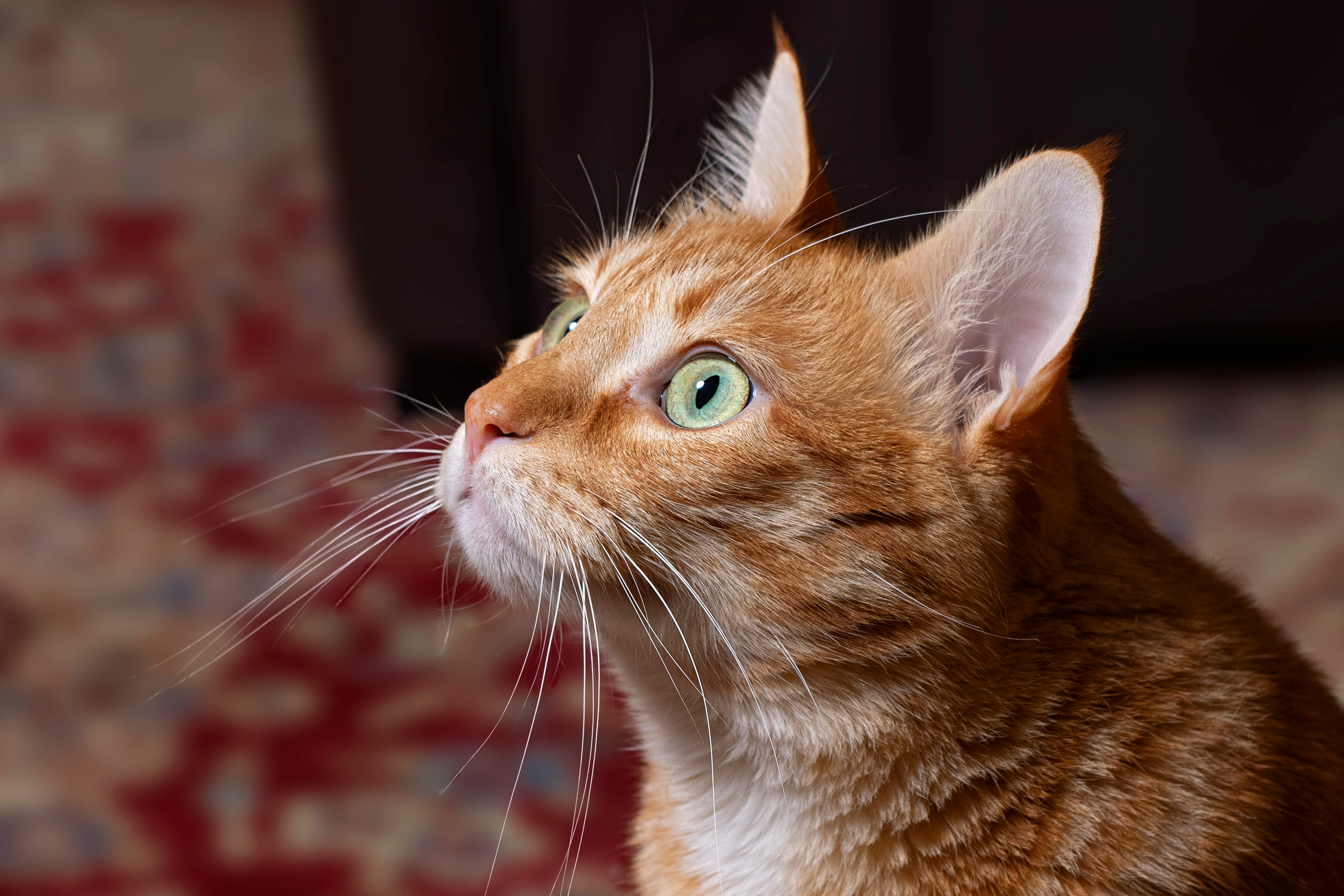 orange tabby cat in close up photography